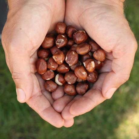 Doğal Çiğ İç Fındık